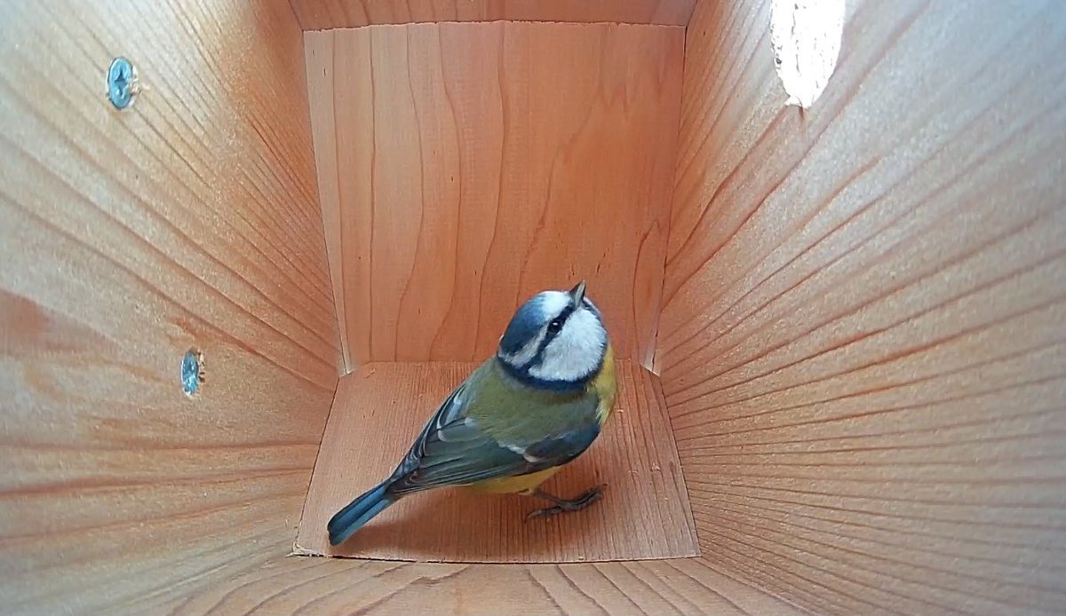 Laurels_Wood's tweet photo. As the snow and strong winds die down - it’s a chance for our smaller feathered friends to find a little pad of their own! 🐦😀
@GreenFeathersUK #bluetit #birdboxcam https://t.co/jZwJ18n2i2