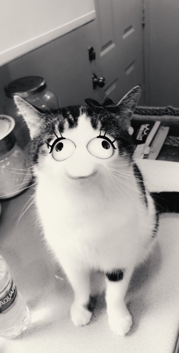 My cat derek’s face works w snapchat filters idk why ~A Thread~