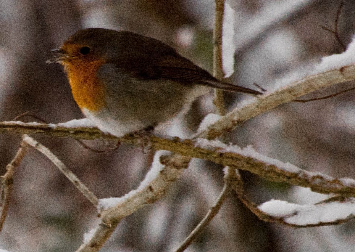 @ChrisGPackham #robins #robin #birds #nature #bird #wildlife #birdsofinstagram #robinsofinstagram #naturephotography #robinredbreast #birdphotography #nightwing #redrobin #dickgrayson  #wildlifephotography #bertram #birdwatching #shellsburg #cedarrapids #alburnett #mtvernon