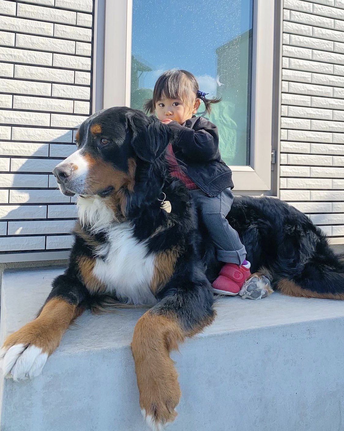 Twitter এ Maaaay サイズ感が完全に これだ バーニーズマウンテンドッグ Bernesemountaindog ジブリ もののけ姫 大型犬 赤ちゃん T Co S5zib0nsys ট ইট র