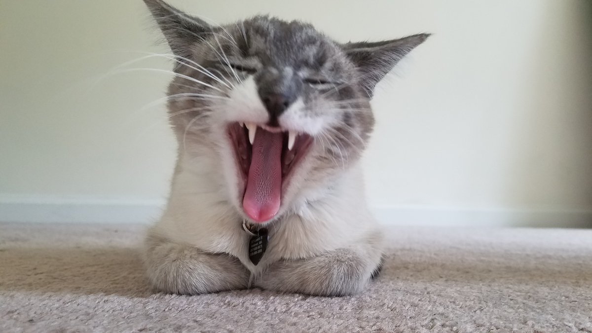 RambleSublime's tweet image. 