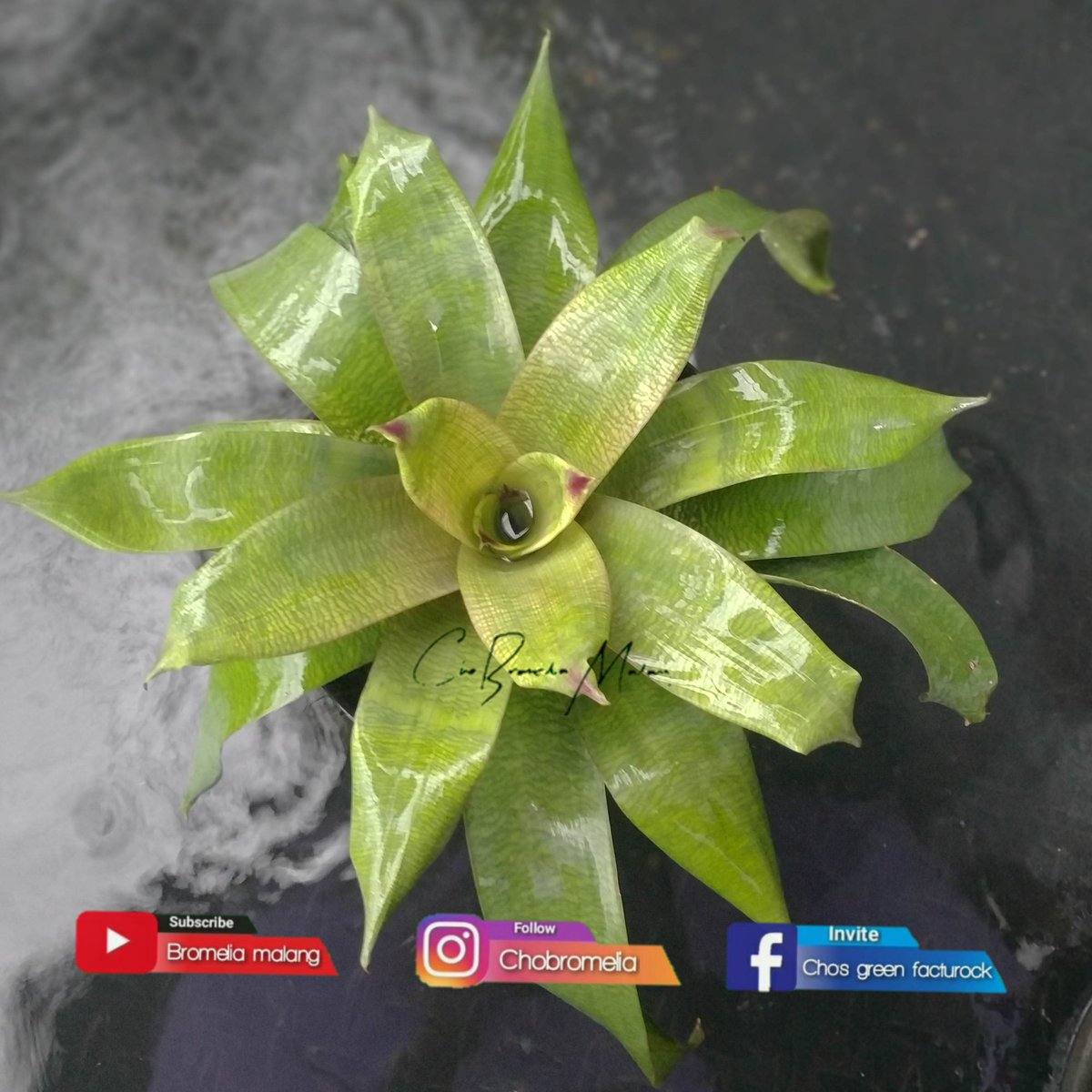 chobromelia's tweet photo. Bromelia vriesea hawaii 
#bromel #bromelia #bromeliad #chobromelia #bromeliamalang #bromeliabatu #bromeliaindonesia #malang 
Bromelia malang #bromeliads
Cho bromelia #gorontalo #aceh 

Kirim pesan ke Kukuh Dwi Susilo di WhatsApp. https://t.co/NFZyIPOJOQ https://t.co/5eq1CH6Jtk