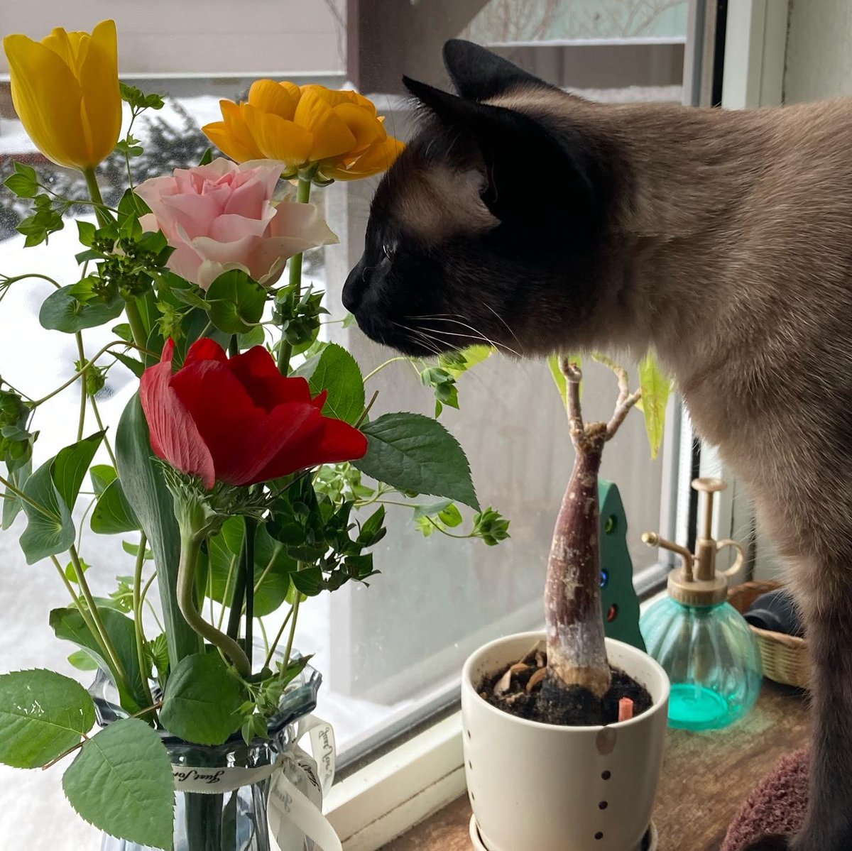 りす チューリップ 大きい気がする すち子さん匂い嗅いでるのかな 黄色かわいいよね