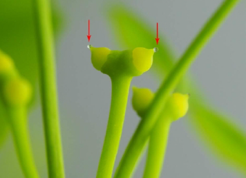 cdnsciencepub's tweet photo. New #PlantSci builds cDNA libraries that reveal molecular mechanisms behind the Ginkgo's pollination drop https://t.co/yHAiC7gNEy
in #BotanyJournal https://t.co/GzzcZRZDqE
