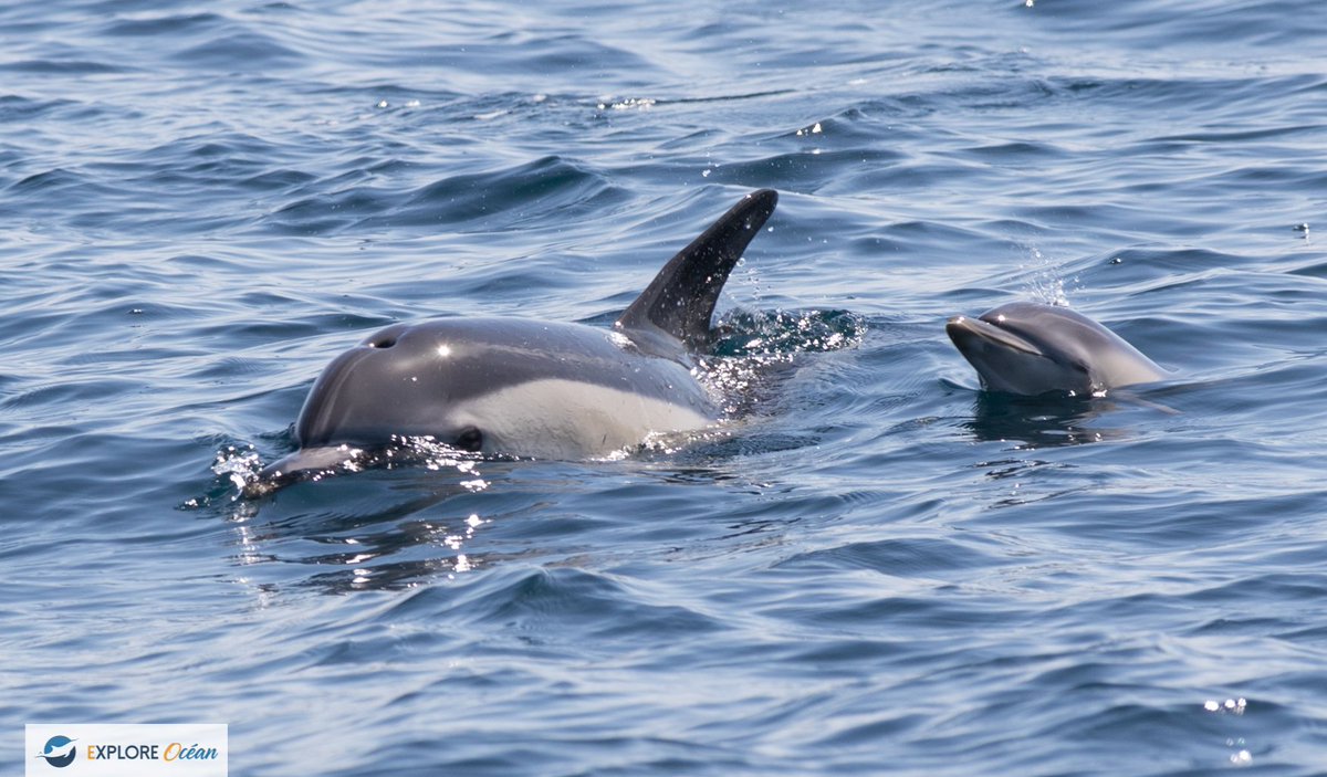 Explore_Ocean's tweet image. Souvenirs de la saison 2020 !

Infos et réservations : exploreocean.fr

#expedition #atalaya #Dolphins #cétacés #hendaye #paysbasque