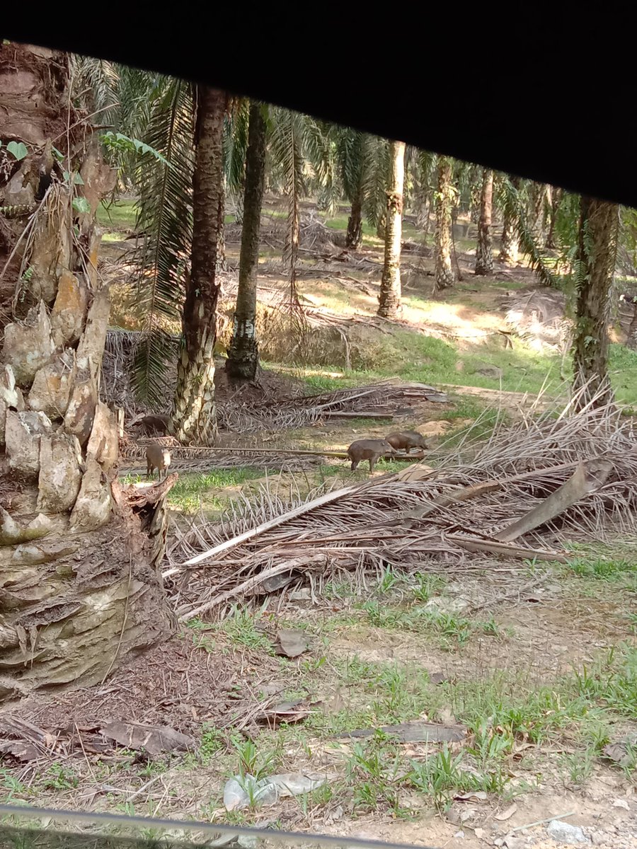 adibkanapiah's tweet photo. Duduk kawasan felda, biasa sgt nampak spesis tak makan saman ni 🤣 https://t.co/KdWeFrrkh1