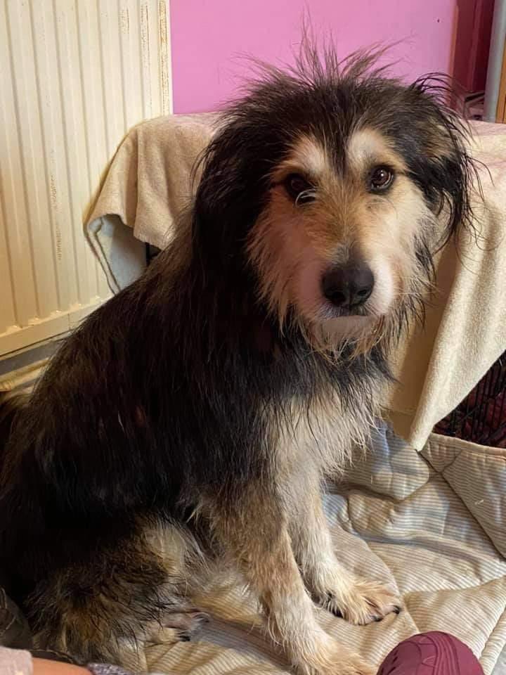 dogs_safe's tweet photo. Theobald is a medium-large crossbreed of around 2years who was found wandering along a busy road in Romania &amp; was rescued before he became another tragedy to the traffic! Its likely he was abandoned there &amp; has known some kind of home because he’s very friendly &amp; used to people. https://t.co/NkUO0NnCJ7