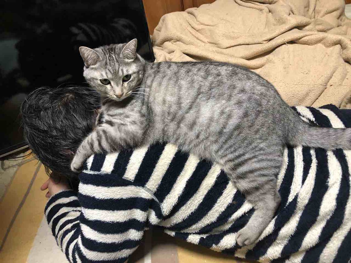 らいにゃ tweet media