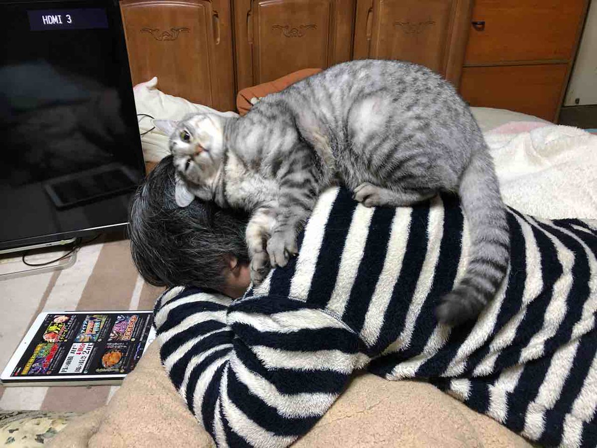 らいにゃ tweet media