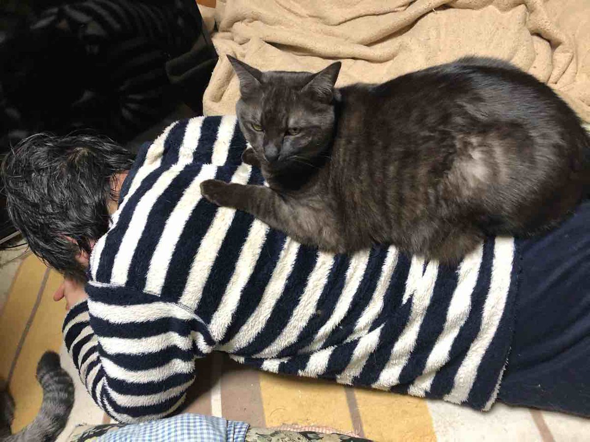 らいにゃ tweet media