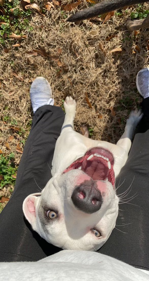 phoenixfire109's tweet photo. Ordered the coolest tee for a friend’s b-day. Delivered yesterday, dog ate the package. Now I’ve got to decide-do I order another one, or try to wash it? Forego the cool tee and get something else? Pic of said pup https://t.co/RoaoERELzi
