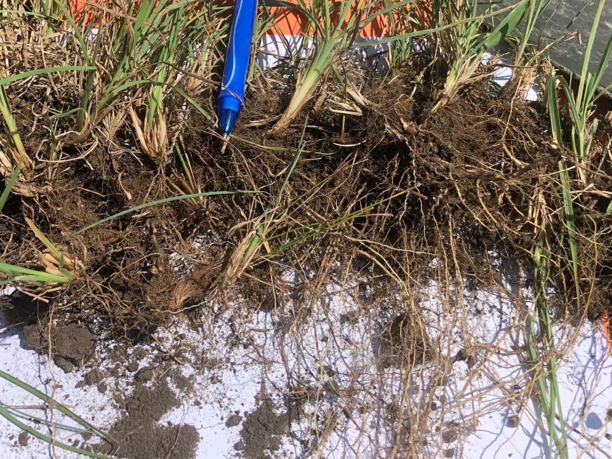 LealandSchoon's tweet photo. It's Valentine's Week: Bluestem is Red, Western is Blue...if you want greater nutrient cycling, here's what to do.  (Graze the tops before they flower) @SDSHCoalition @NRCS_SD @SdGrassland #Soilhealth #rhizosphere https://t.co/1yLrqEOaGo