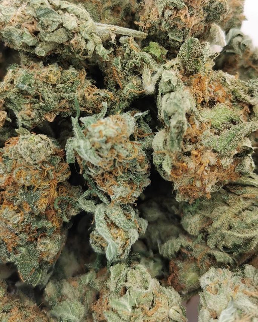 dan_montego's tweet photo. #smokeweedeveryday
#cannabisforlife
#goodhealt https://t.co/j0jNZ20Yri