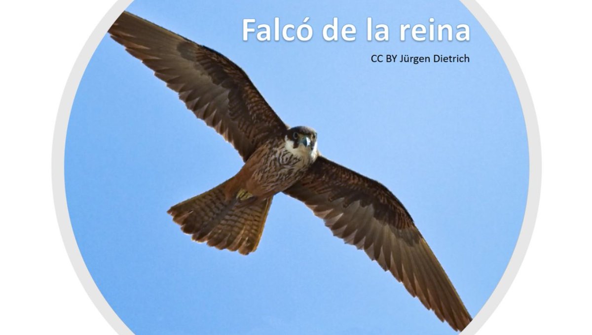 Bctuab's tweet photo. Arriba l'#11F i per això la piulada ornitològica d'avui tindrà com a protagonista una dona, la que ha donat nom al Falcó de la reina. Afeccionada a la falconeria, va promoure una llei per protegir-lo. Ep! Parlem d'una personalitat d'època medieval.

#ornitologiaUAB

Jugues? 👇 https://t.co/pHVJ7u08vP