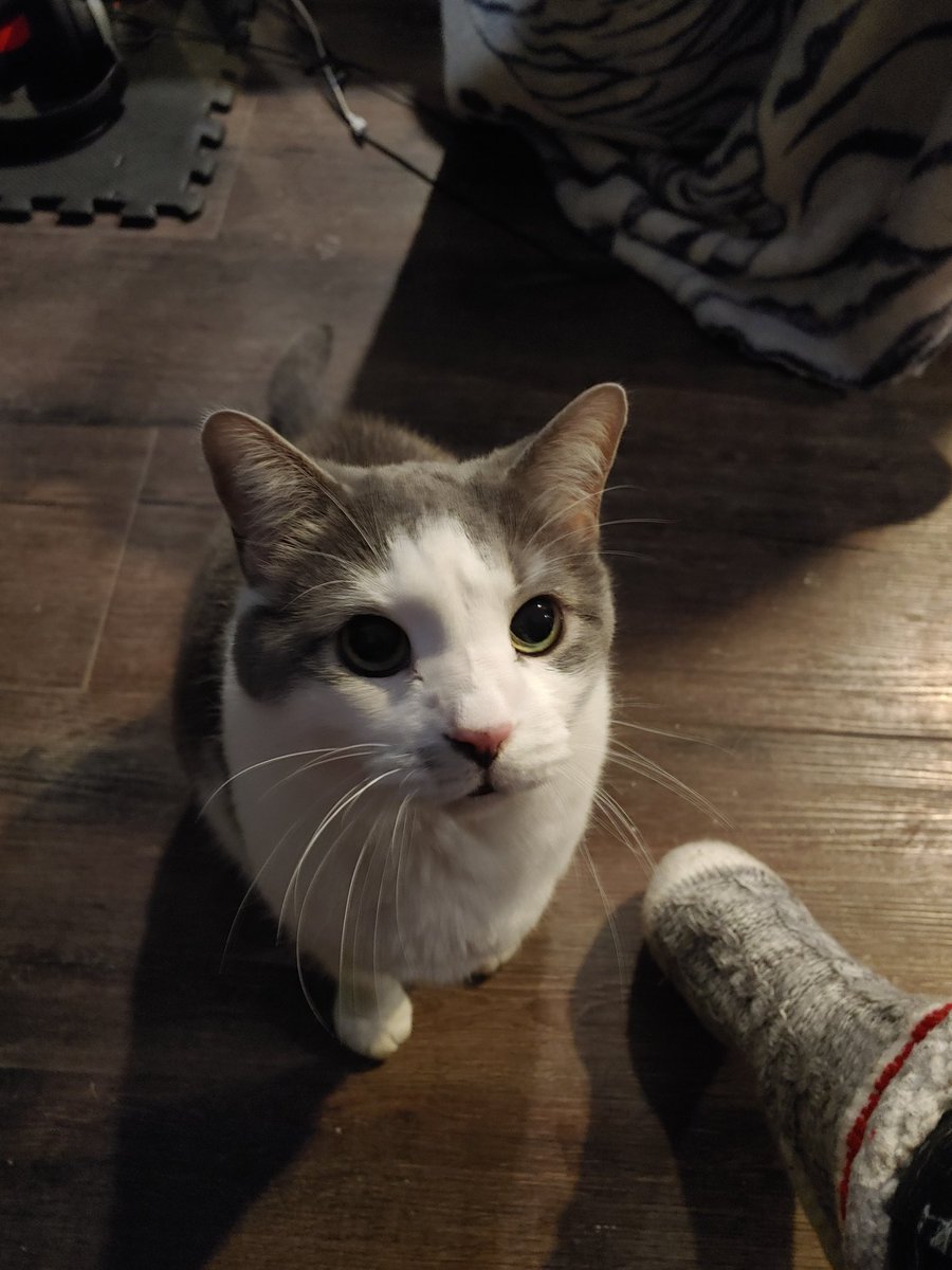CreepyMew's tweet photo. My supervisor is being loud and needy this morning.
#workingfromhome 
#CatsOfTwitter https://t.co/6YysdWdf84