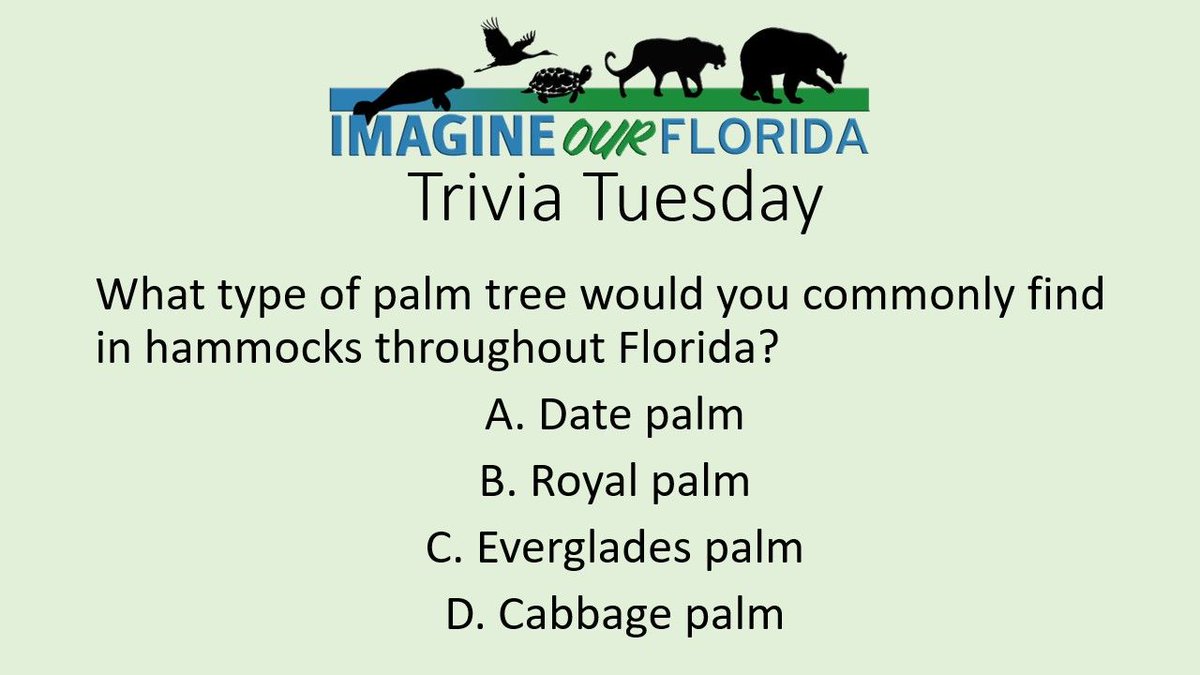 ImagineOurFL's tweet photo. Cabbage palms are the most common palm tree found in Florida Hammocks. Don't forget to like our page and checkout next weeks Trivia Tuesday!
#Palmtrees #Floridahammock #Florida #ecosytem #IOF #ImagineOurFlorida #FLtrees #TuesdayTrivia https://t.co/8USfCKb15D