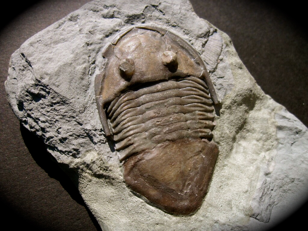 FossilRod's tweet image. This #TrilobiteTuesday, I give you a splendid bronze replica of the Ordovician #trilobite Isotelus maximus, produced by James Herrmann (herrmannstudio.com) - and, for comparison, a fossil specimen in dorsal view. This would look right at home in my fossil cabinet. 🤓