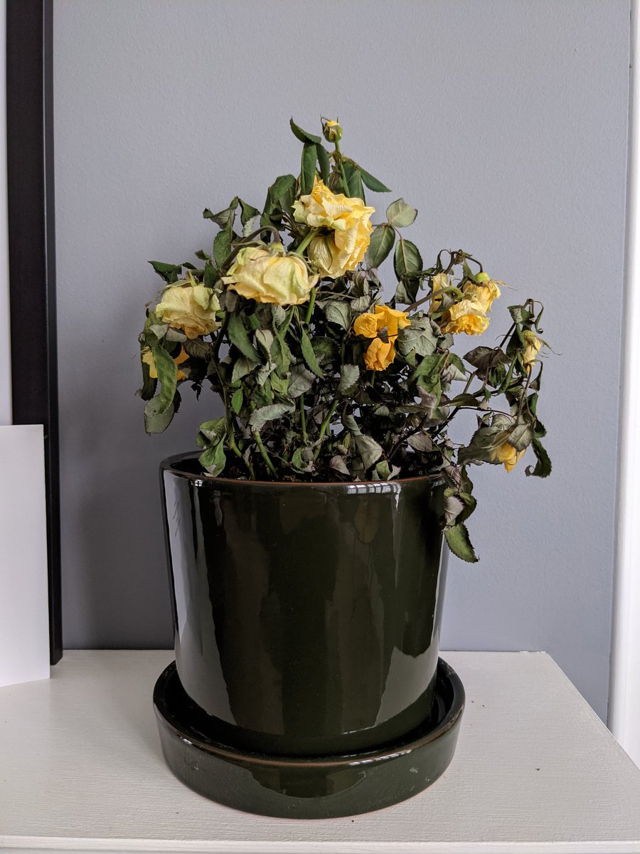 spitzschnauzer's tweet photo. @BloomandWild we've barely had these a week and it's dead! Can you tell us why these have such a short shelf life?? We've only watered it once...#roses #roseplant #deadroses https://t.co/aYmXGcy1Bk
