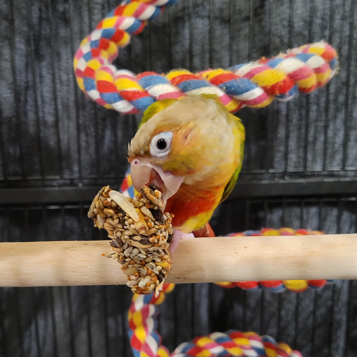 BlushWolfCrafts's tweet photo. She carried this seed stick chunk up from the floor of her cage all by herself 🥰 big strong tiny birb
#Mipha #nomnom #conuresoftwitter https://t.co/KxsF0G6PUU
