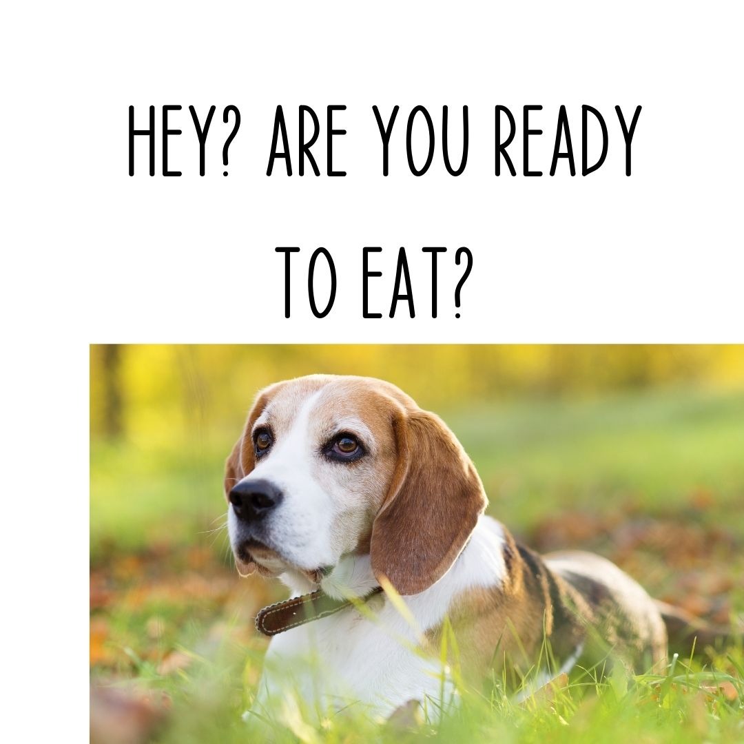 PetsWusah's tweet photo. 🐕 It's a doggy dog world! Treats and good food makes a happy dog with a wagging tail. 🐕

#dogfood
#atlantapets
#atlantadogs
#dunwoodydogpark 
#georgiadogs
#dogfood
#brookrunpark 
#piedmontdogpark #Wusahpets 
#Petsarespecial 
#Petparents 
#Dogswag 
#Dogsinthepark https://t.co/52uCxAdu9l