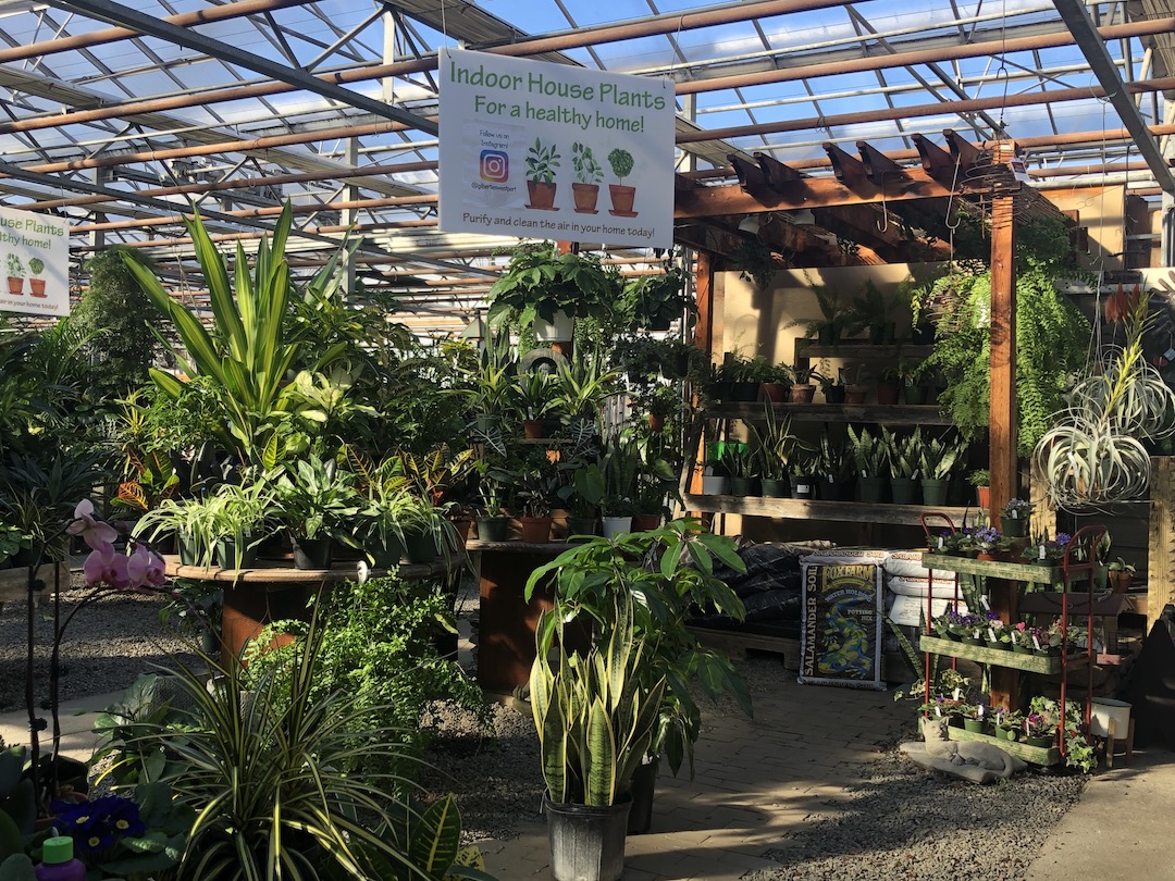 Gilbertiesherbs's tweet photo. Here’s a little green to go w/ your blanket of white.

#06880 #bringtheoutsideinside #comfortzoneathome #gardencenter #greatindoors #greenhouseshopping #greenify #houseplantlove #houseplantshopct #indoorgarden #peaceloveandhouseplants #plantsforthewin #supportlocalct #westportct https://t.co/2lwVJm0URK