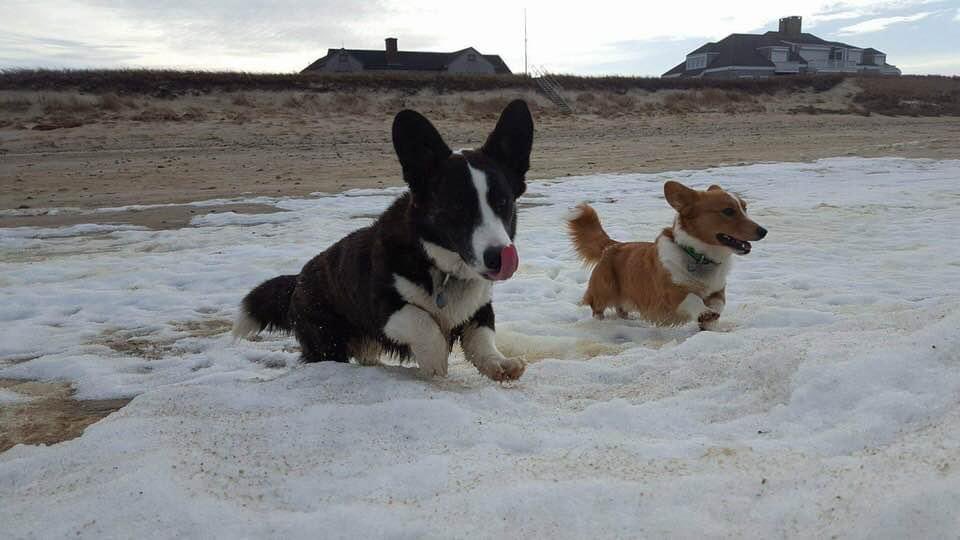 CorgisNantucket's tweet image. This was our first ‘taste’ of the ocean when we were pups