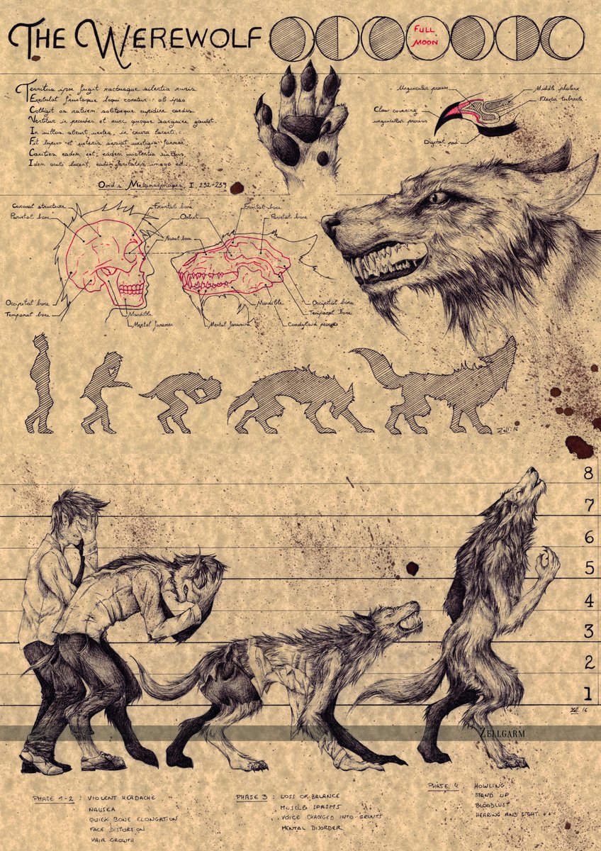 zellgarm's tweet photo. 🕯️ THE WEREWOLF
First anatomical drawing and not the last.
. 
#werewolf #WerewolfTheApocalypseEarthblood #wolf @weirdtales https://t.co/nZ5uskfN7d