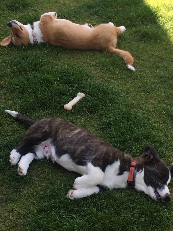 CorgisNantucket's tweet image. Soooo exhausted after our sissies graduation @sierragray_