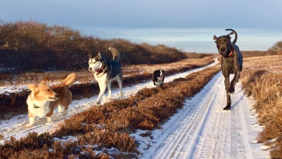 CorgisNantucket's tweet image. These guys may have longer legs than us, but I will ALWAYS lead the pack  - Clifford Gray