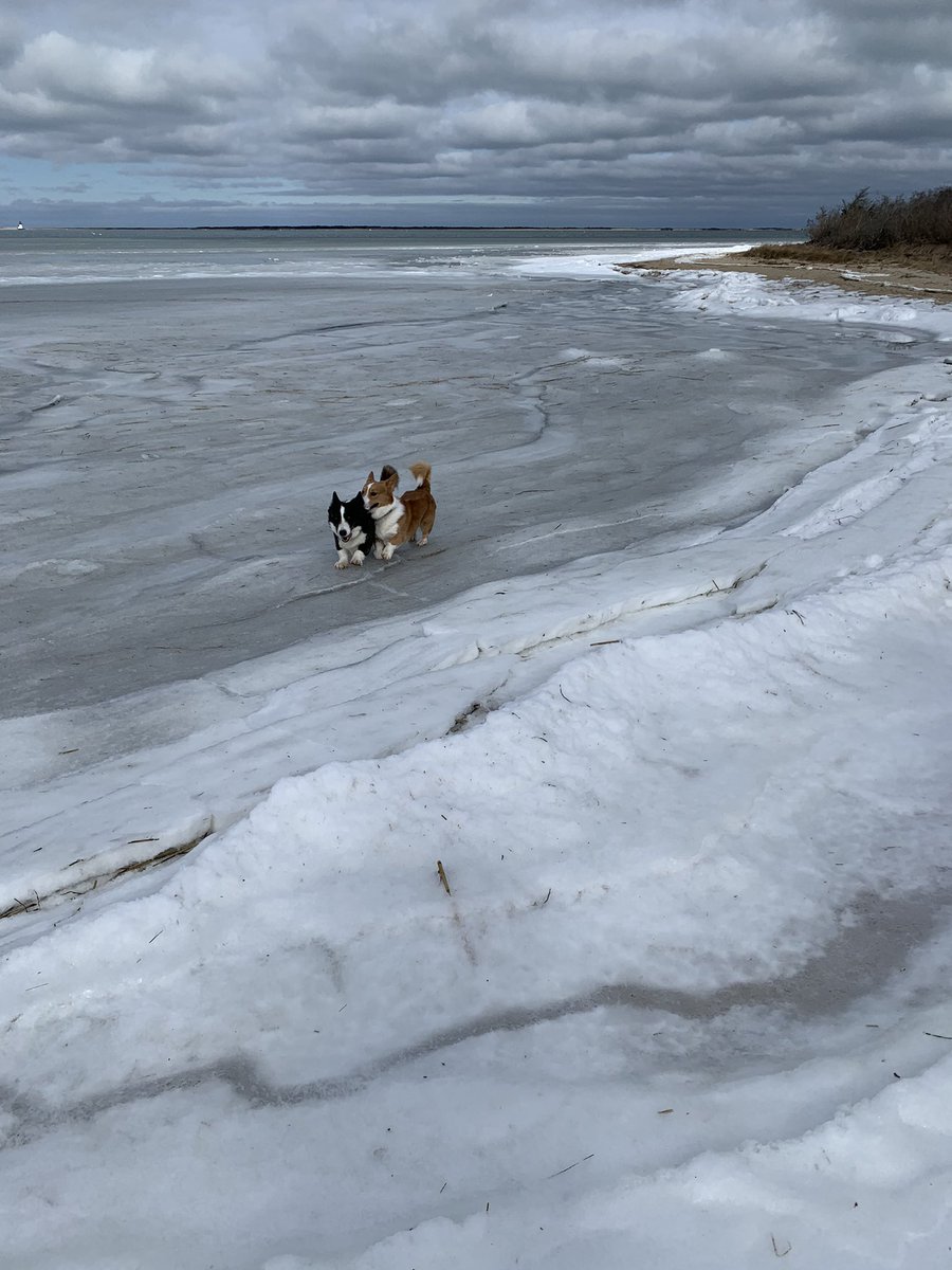 CorgisNantucket's tweet image. Brrrr, we need snow shoes. Since when does the ocean freeze?