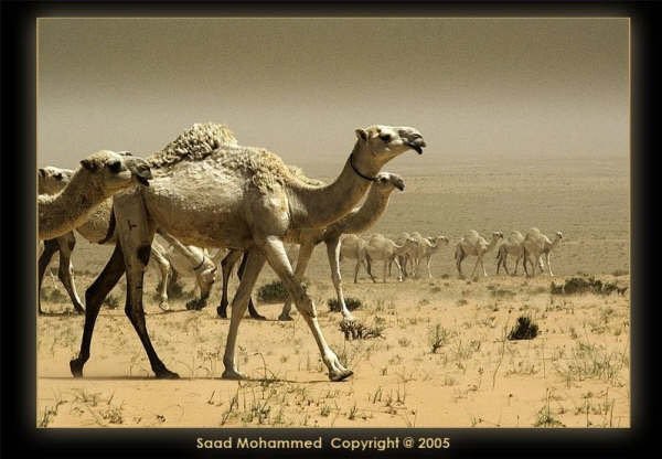 dawrd's tweet photo. @CamelClub https://t.co/LOmB6uHcA5
