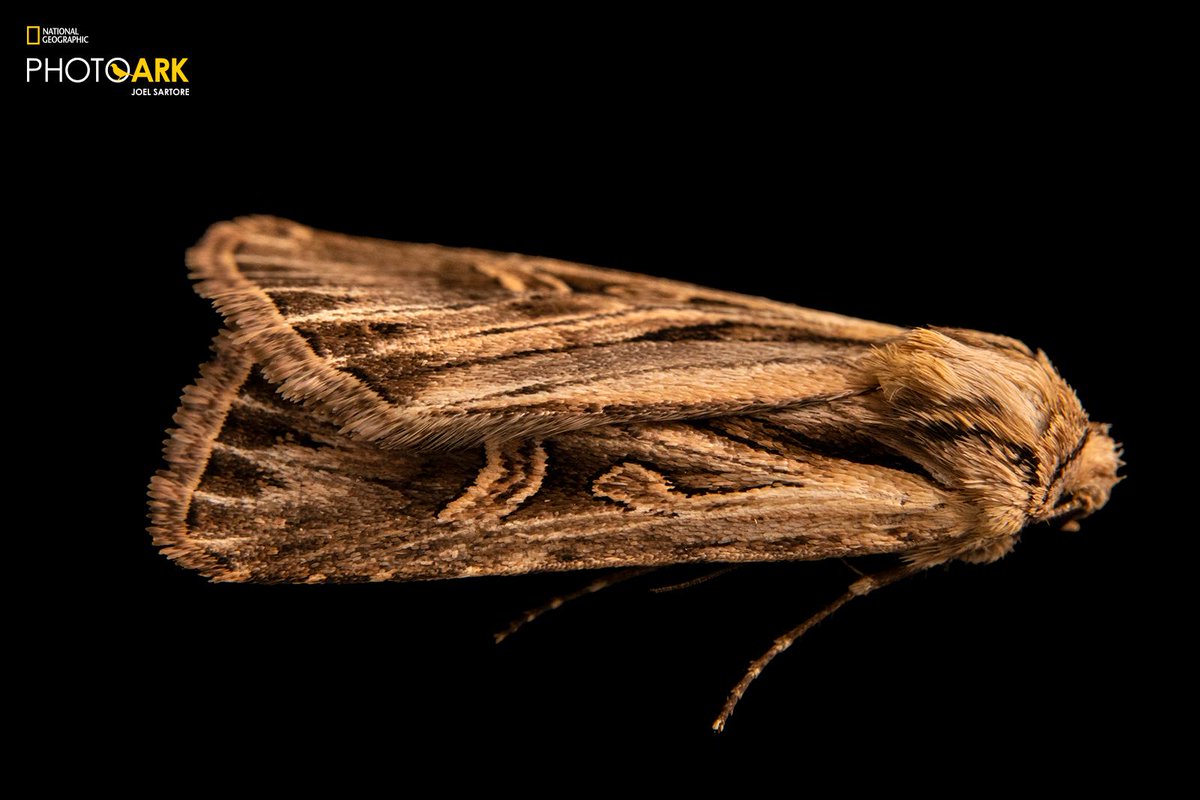 The long-toothed dart moth was largely forgotten after being named in 1890, but today it's being honored as the 11,000th species to be added to the  #PhotoArk  https://on.natgeo.com/3p5Hhmj 