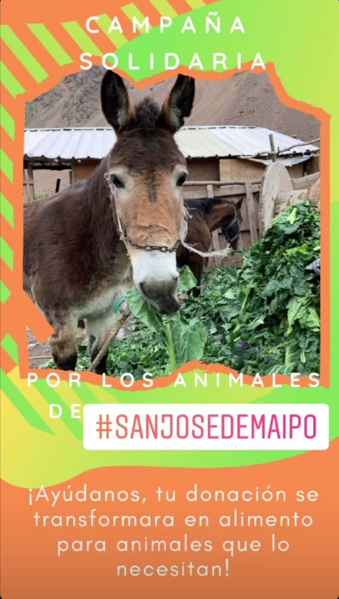 itwasred28's tweet photo. Hola chikes, la Fundación Realimentos Chile o @realimentoschi1 está haciendo una campaña para llevar alimentos a los animales del Cajón del Maipo que se vieron afectado con los Aluviones. Si puede aportar, en las fotos están los datos y si no, masificar la campaña 💚💚 https://t.co/bxmoATPHcS