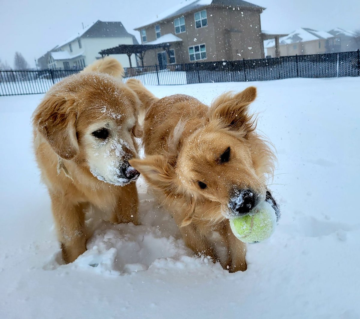 Dog Bless You tweet media