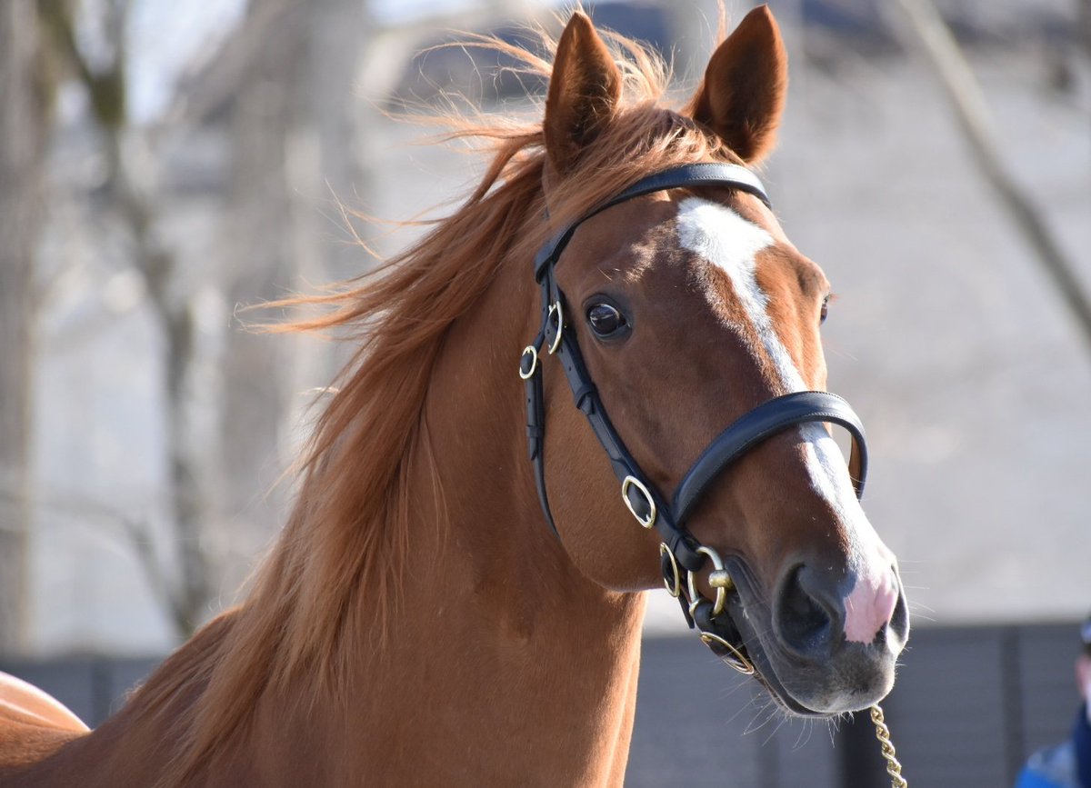 アドマイヤマーズの初々しい表情には癒やされました。イスラボニータは