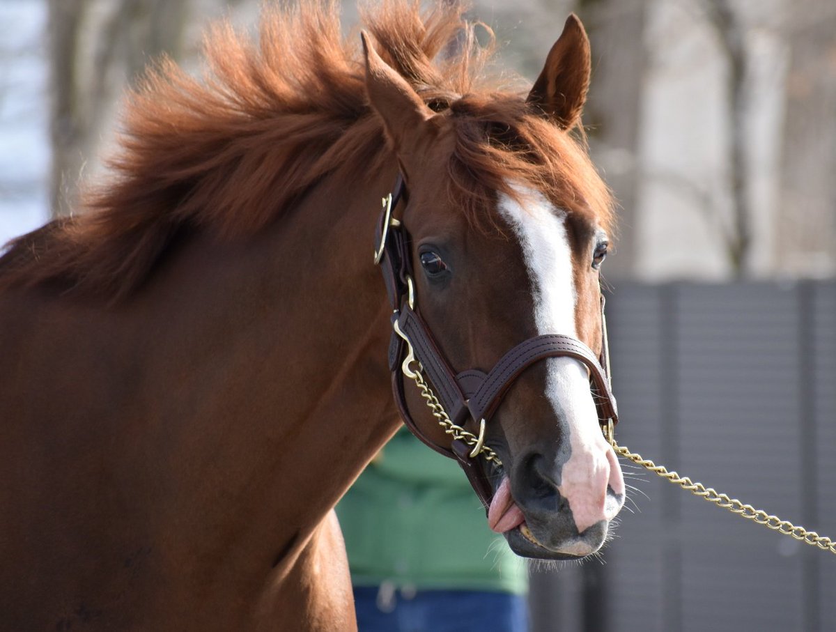 競馬 オルフェーヴル たてがみ - その他 競馬 オルフェーヴル たてがみ - その他