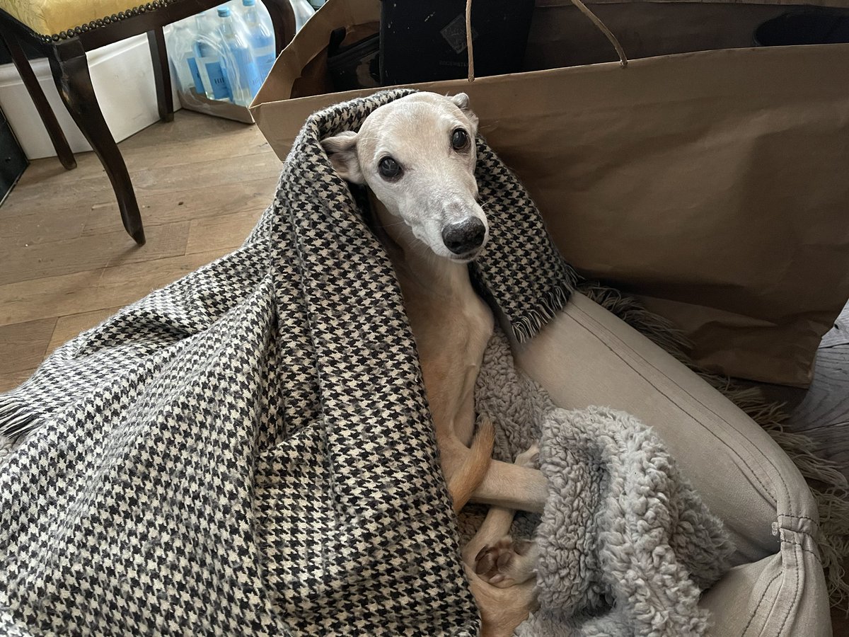WhippetWillow's tweet photo. me in my outpost, by the paper-bagged wellibobs, listening to humanoids planning my 10th birthday (I’ll be 65yrs old on Thursday) and suddenly hearing the word bacon. #lockdownwin #houndsoftwitter https://t.co/xkEKS1OGqO
