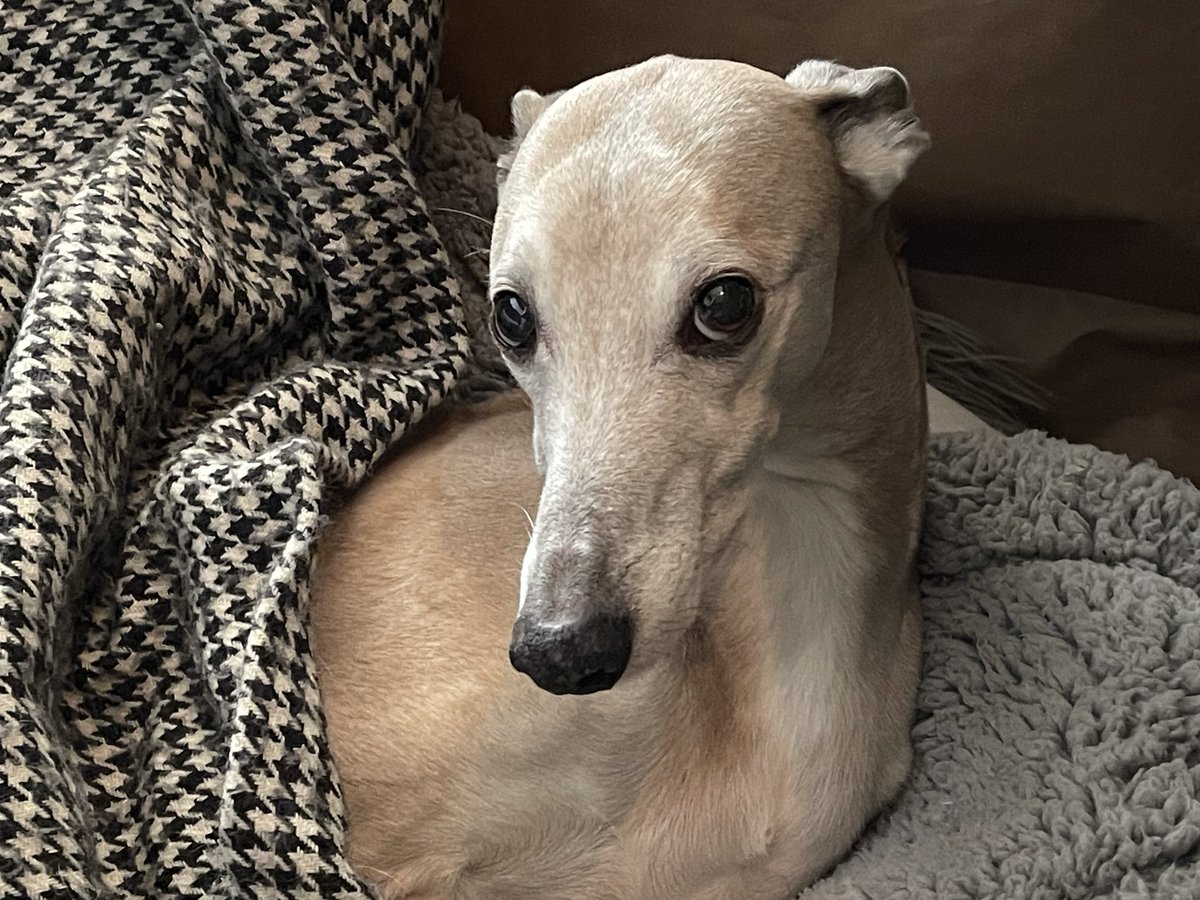 WhippetWillow's tweet photo. me in my outpost, by the paper-bagged wellibobs, listening to humanoids planning my 10th birthday (I’ll be 65yrs old on Thursday) and suddenly hearing the word bacon. #lockdownwin #houndsoftwitter https://t.co/xkEKS1OGqO