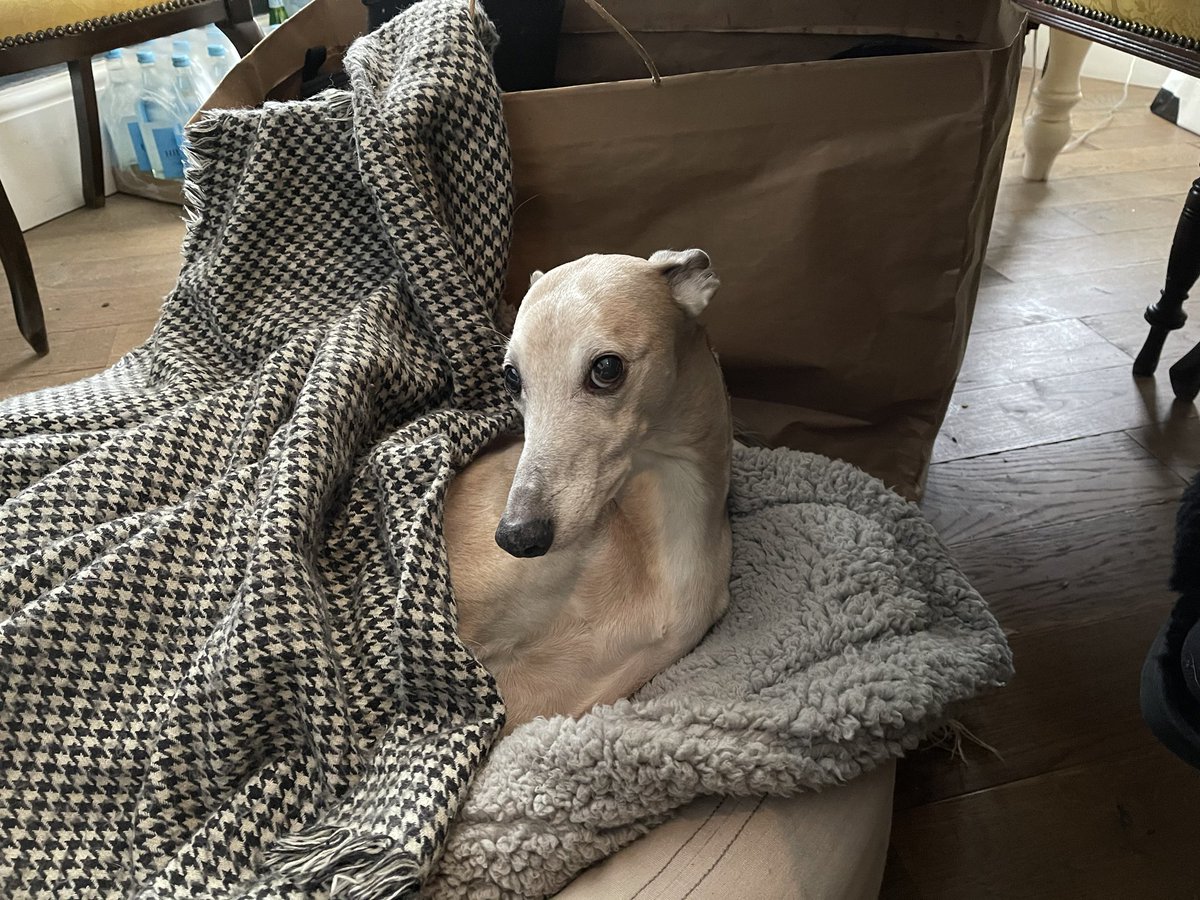 WhippetWillow's tweet photo. me in my outpost, by the paper-bagged wellibobs, listening to humanoids planning my 10th birthday (I’ll be 65yrs old on Thursday) and suddenly hearing the word bacon. #lockdownwin #houndsoftwitter https://t.co/xkEKS1OGqO