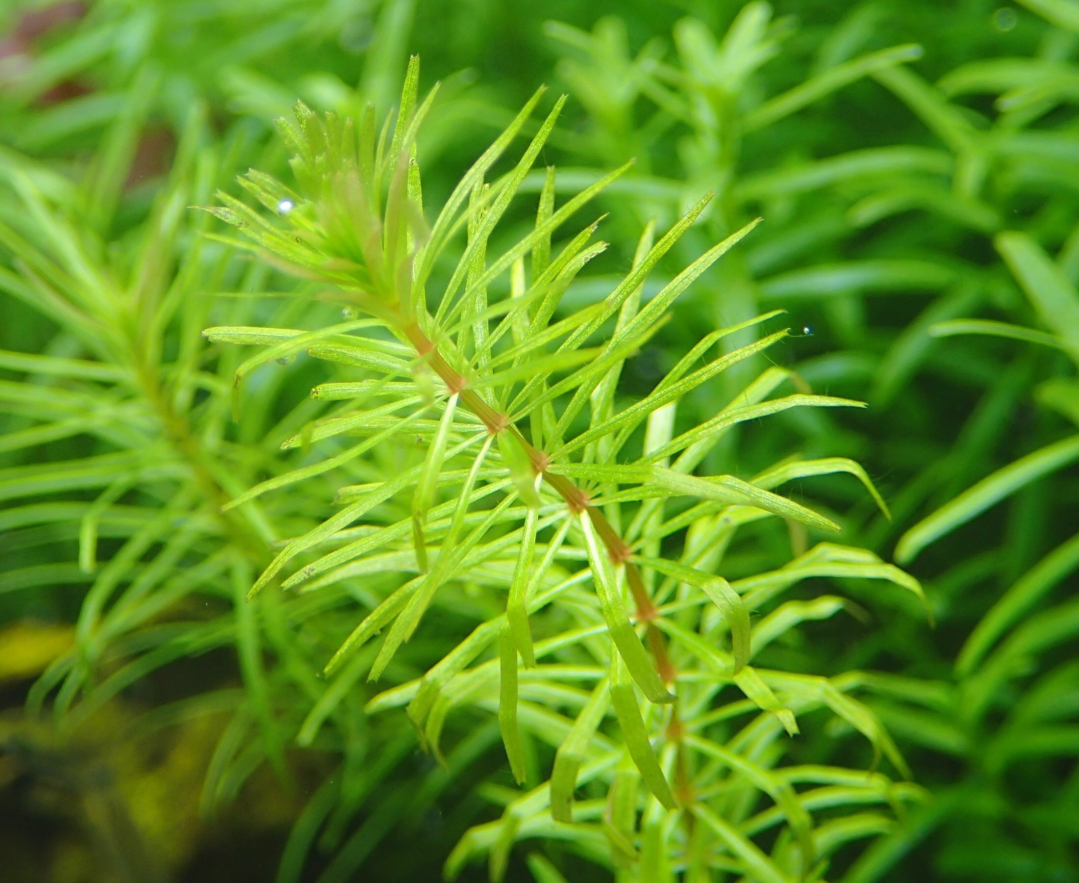 تويتر Feel Plants ベゴニア 熱帯植物 على تويتر Tank Ojisan 綺麗で丈夫で優秀なロタラですよー
