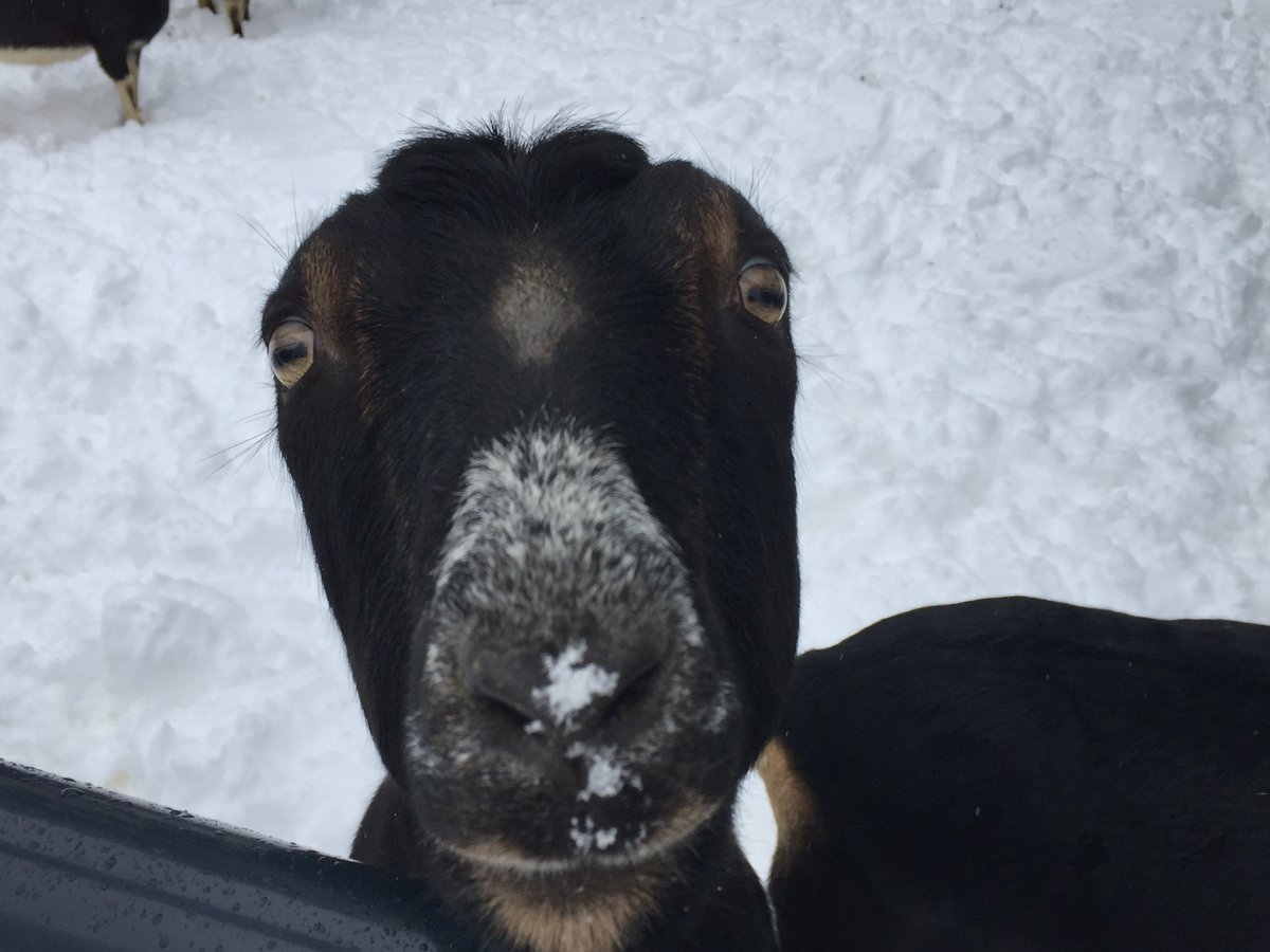 forestchilde's tweet photo. @dancaseysblog @ChainParris @emilynussbaum Don’t forget goat farmers! https://t.co/zG0XJb9N3A
