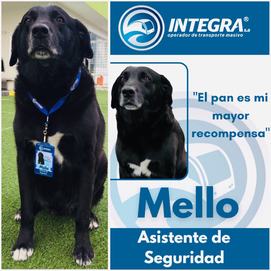 Integra_S_A's tweet photo. Hoy oficialmente fueron carnetizados nuestros peluditos 🐶🐱 estrenan cargo al interior de la Compañía, Mello - Asistente de Seguridad y Manchitas - Asistente de Bienestar, sus funciones contribuyen a la dinámica empresarial. #AmorporlodAnimales #Transporte #Pereira #Dosquebradas https://t.co/mFX8g1aRJJ
