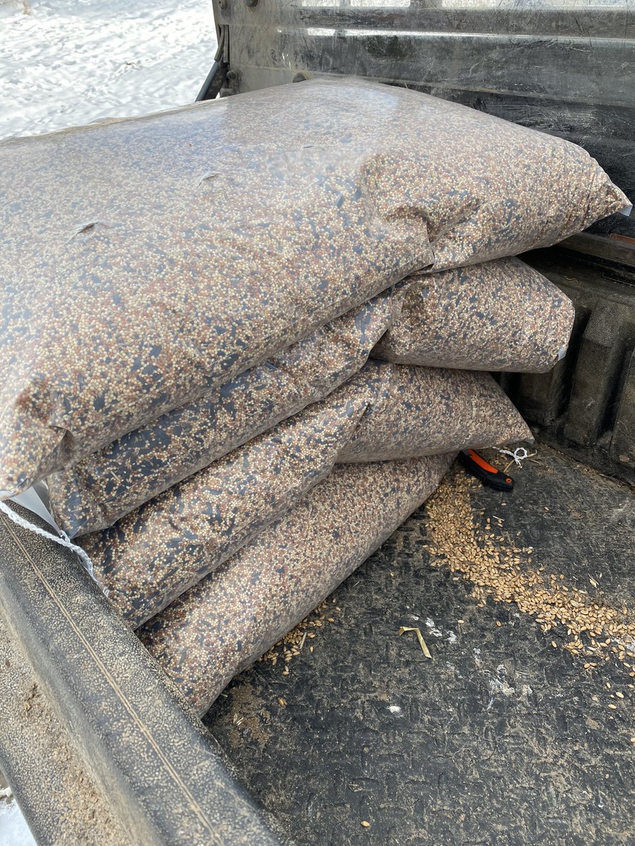 More feed going out for the little birdies, we’re getting through some at the moment 👍 #hungergap