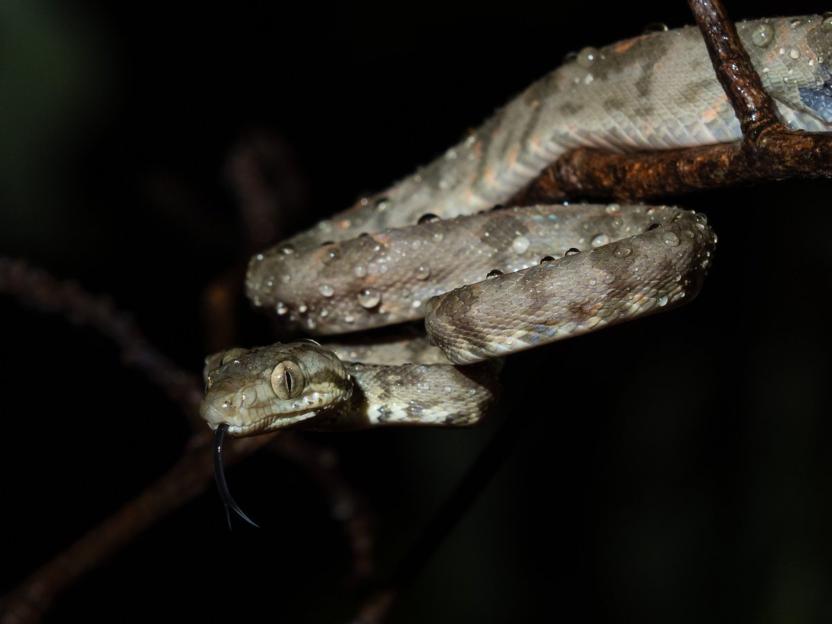 PopulationEcol's tweet photo. Effects of body size, diet, and transience on the demography of the arboreal boid snake Corallus grenadensis on Carriacou (Grenada Grenadines, West Indies)
Robert W Henderson, Eric T Hileman @ET_Hileman, et al
https://t.co/pHr0Gw72DL
#treeboa https://t.co/ohbMeDtXFc