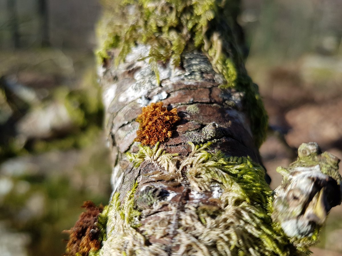 lakesmosslichen's tweet photo. #lichenportal #treebeardtuesday
#mosstastic https://t.co/B0tKAdtBoE