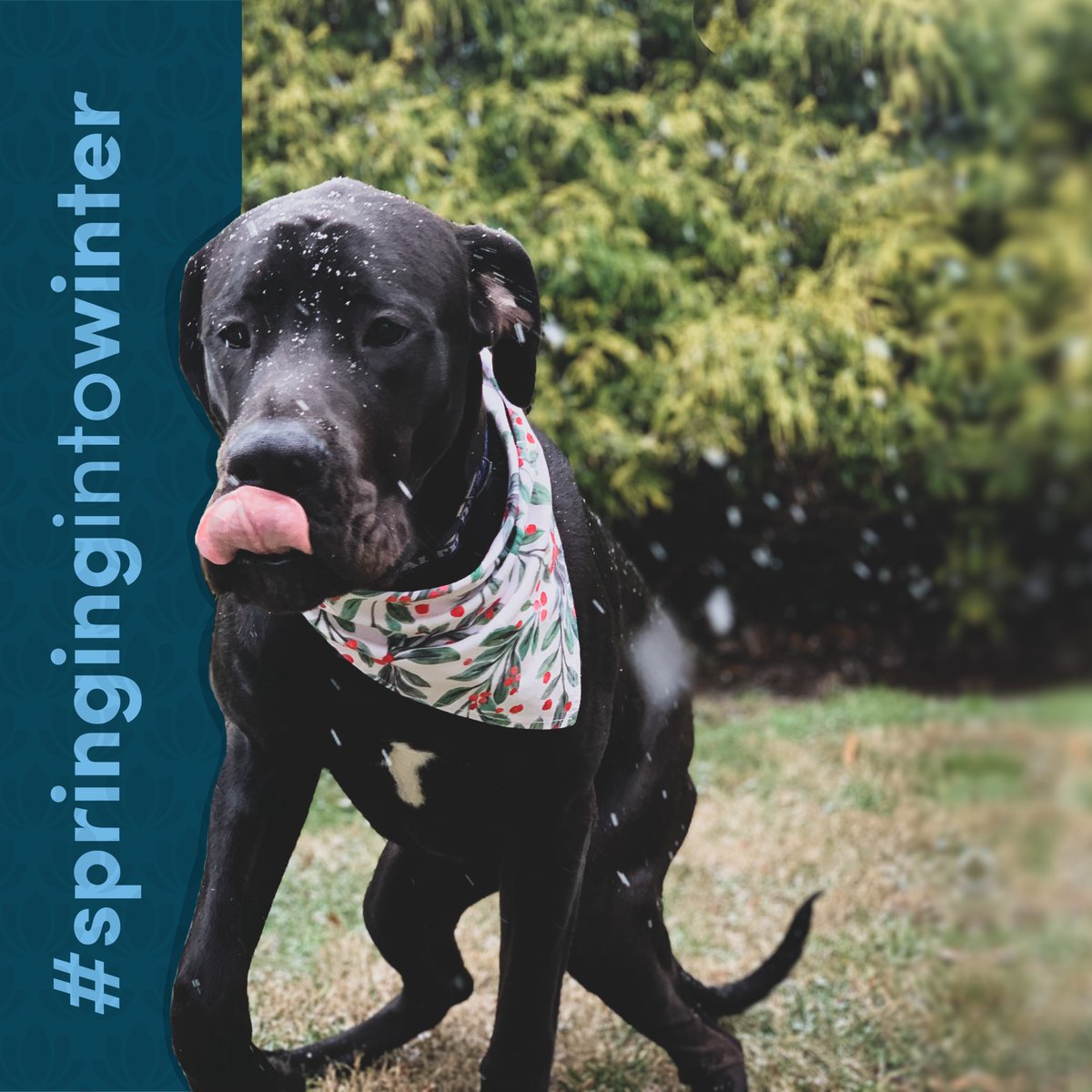 springtime_supp's tweet image. We wish we loved the cold as much as our dogs do ❄️  #springingintowinter