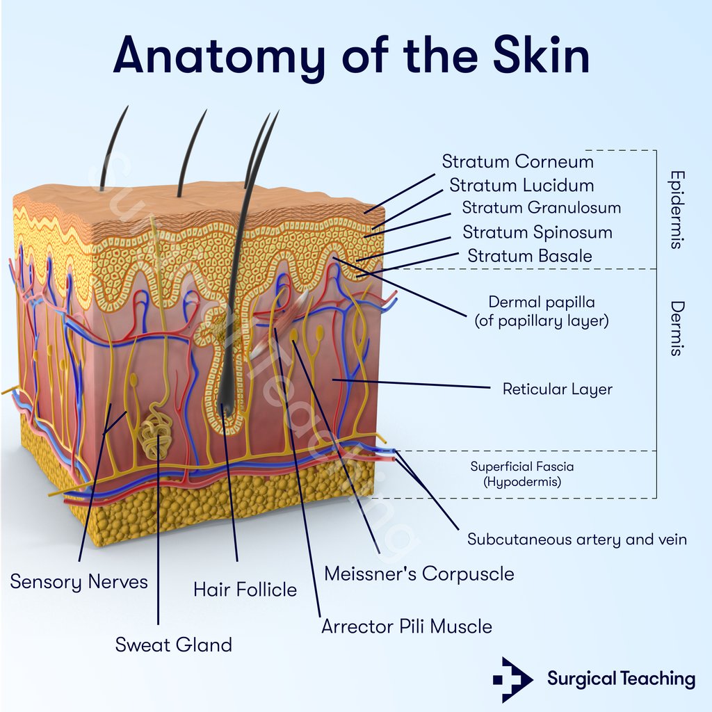 Skin Anatomy Quiz