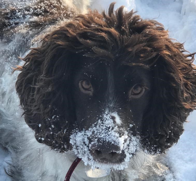 My gorgeous George is never far from my side when I'm out in the #Staffordshire countryside #rescuedogsarethebestdogs #companion 
<a href="/SpanielAidUK/">Spaniel Aid</a>  <a href="/DogsTrust/">Dogs Trust 💛🐶</a>