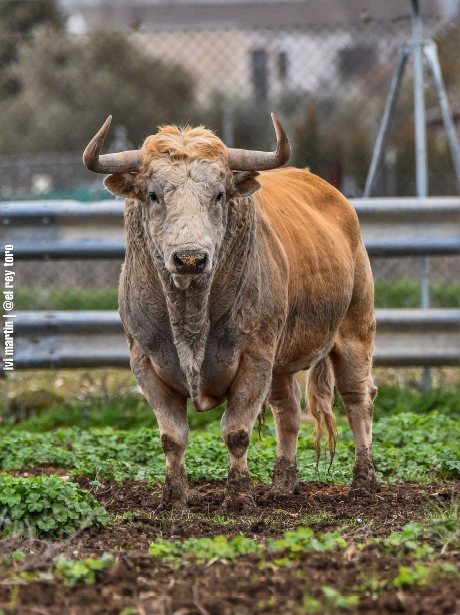 El Rey Toro tweet media