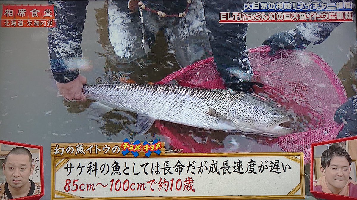 Take7700 Eltのいっくん 釣り始めてわずか1時間で体長85cmの幻のイトウを釣る これがビギナーズラックの面白いところ ノ 相席食堂 千鳥 Elt いっくん 伊藤一朗 イトウ 幻のイトウ イトウは釣れない魚なんですが さすが芸能人は持って Take7700 Eltのいっくん 釣り始めてわずか1時間で体長85cmの幻のイトウを釣る これがビギナーズラックの面白いところ ノ 相席食堂 千鳥 Elt いっくん 伊藤一朗 イトウ 幻のイトウ イトウは釣れない魚なんですが さすが芸能人は持って